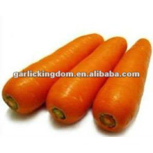 150-250g Shandong cartón nueva zanahoria fresca